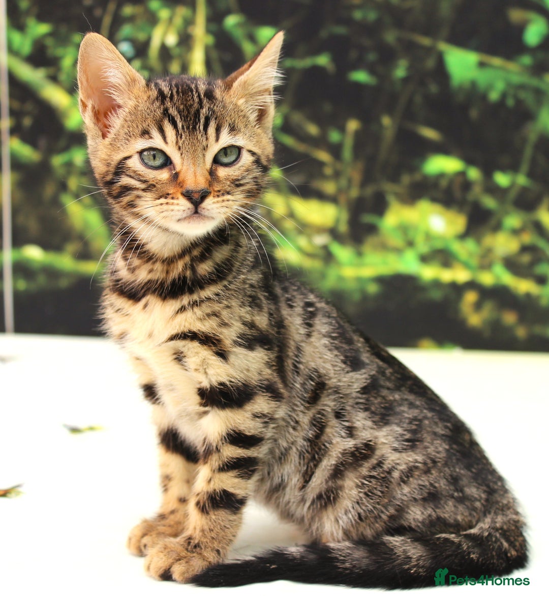 Bengal cats for sale: CUTE SNOW & BROWN BENGAL KITTENS (TICA REG) - Image 12