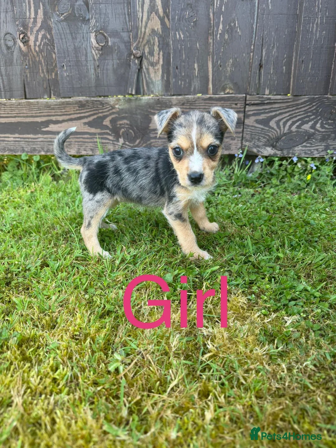 Mixed Breed dogs for sale: Jack Russell X Norfolk Terrier Puppies  in Dereham - Advert 2