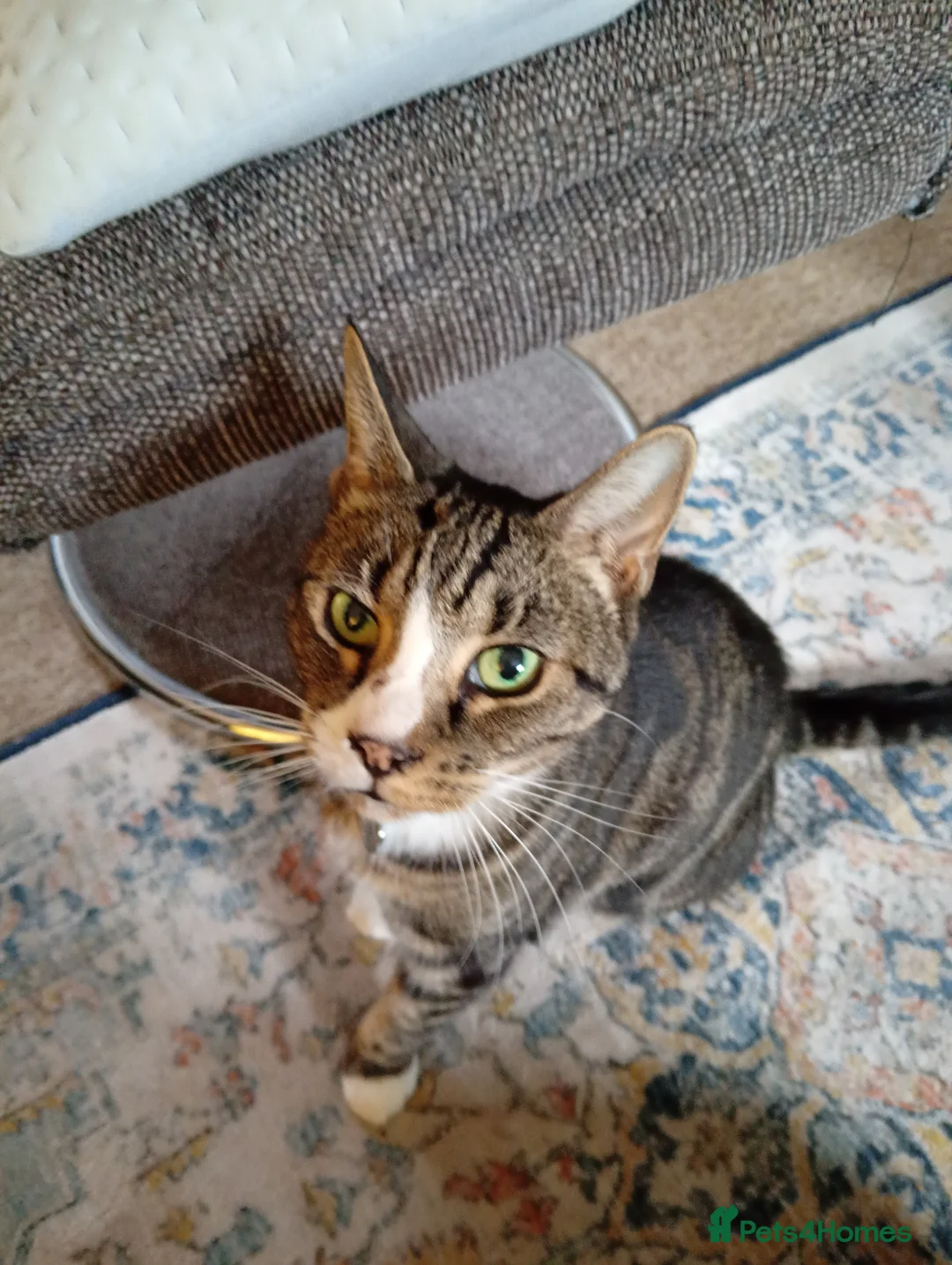 Domestic Shorthair cats for sale: Dog Friendly Tabby Cat Seeking New Family! - Advert 1