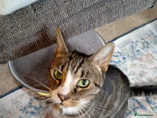 Domestic Shorthair cats Placid Tabby Cat Seeking New Family! - Advert 4