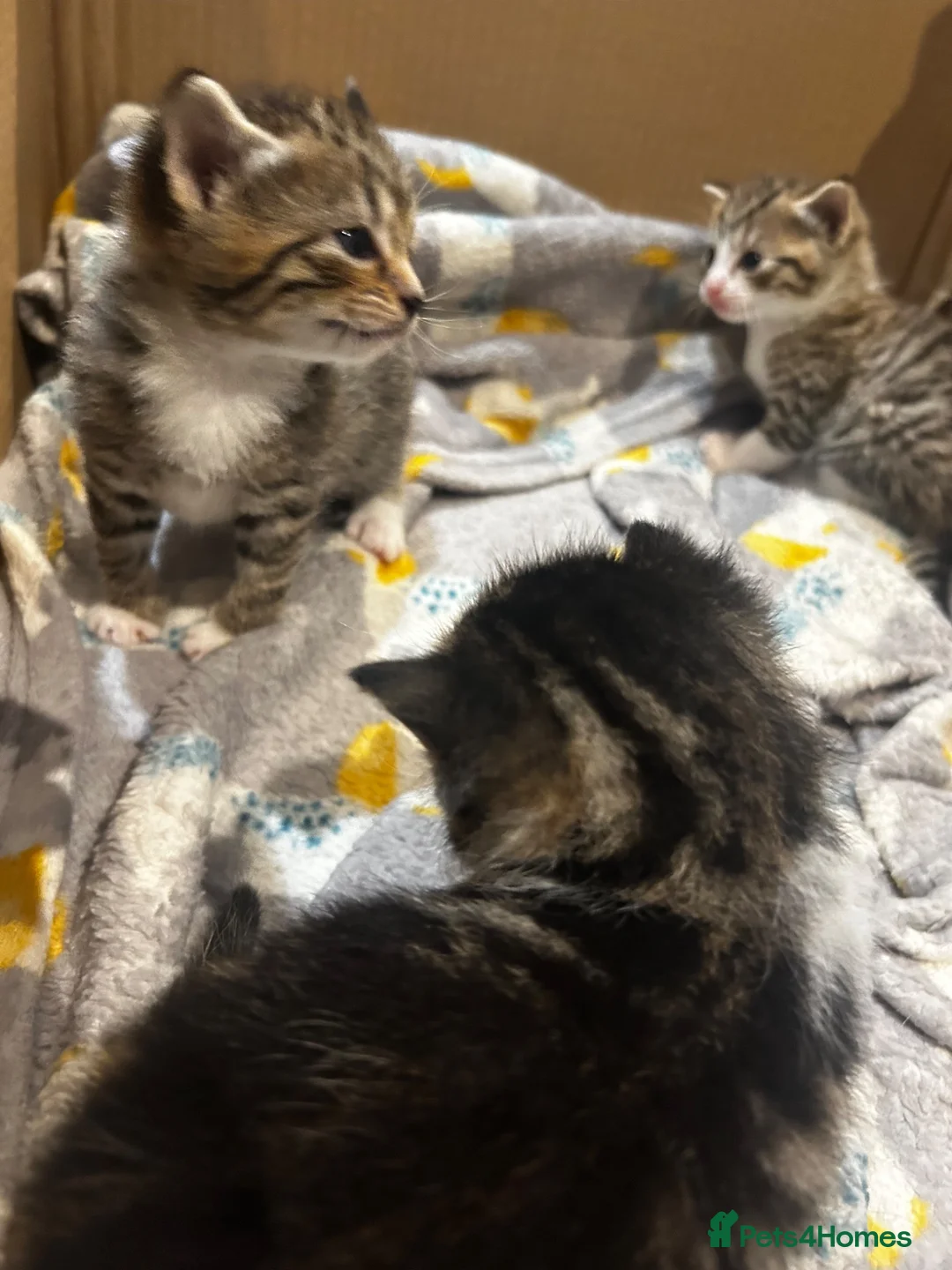 Domestic Shorthair cats for sale: Kittens for sale  - Advert 2