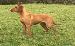 Labrador Retriever dogs for sale: Fully health tested KC reg 5 year old labrador - Image 3