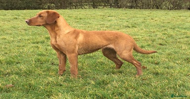 Labrador Retriever dogs - Advert 4