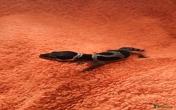 Leopard Gecko reptiles for sale: Baby leopard geckos  - Image 3