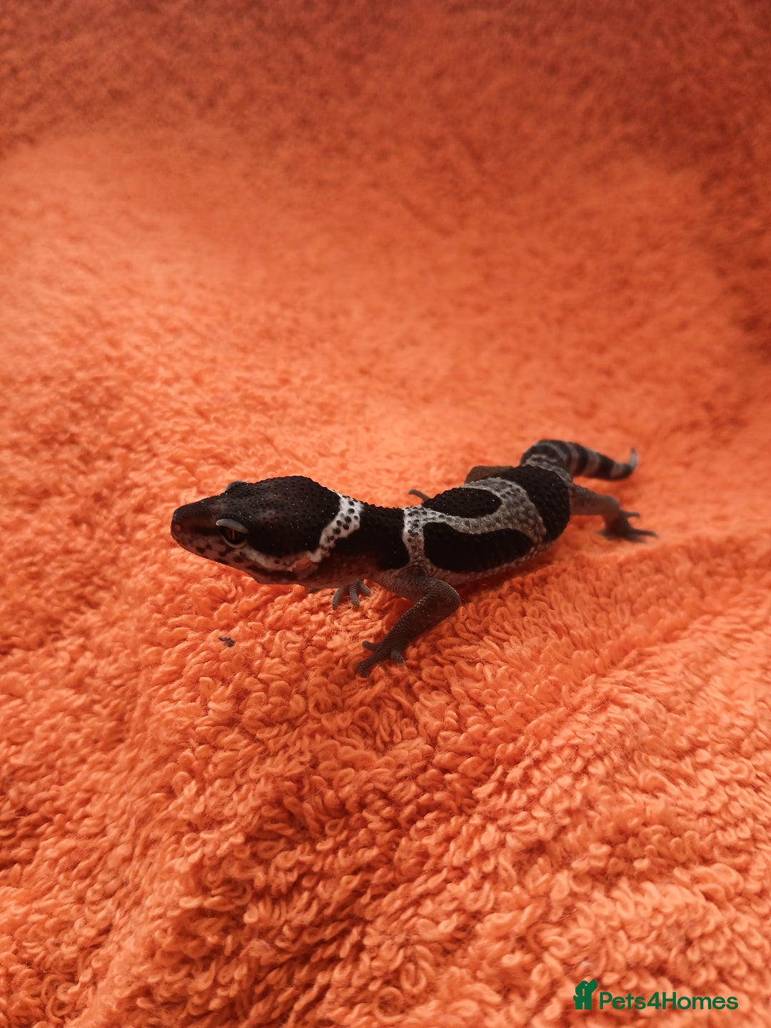 Leopard Gecko reptiles for sale: Baby leopard geckos  - Image 3