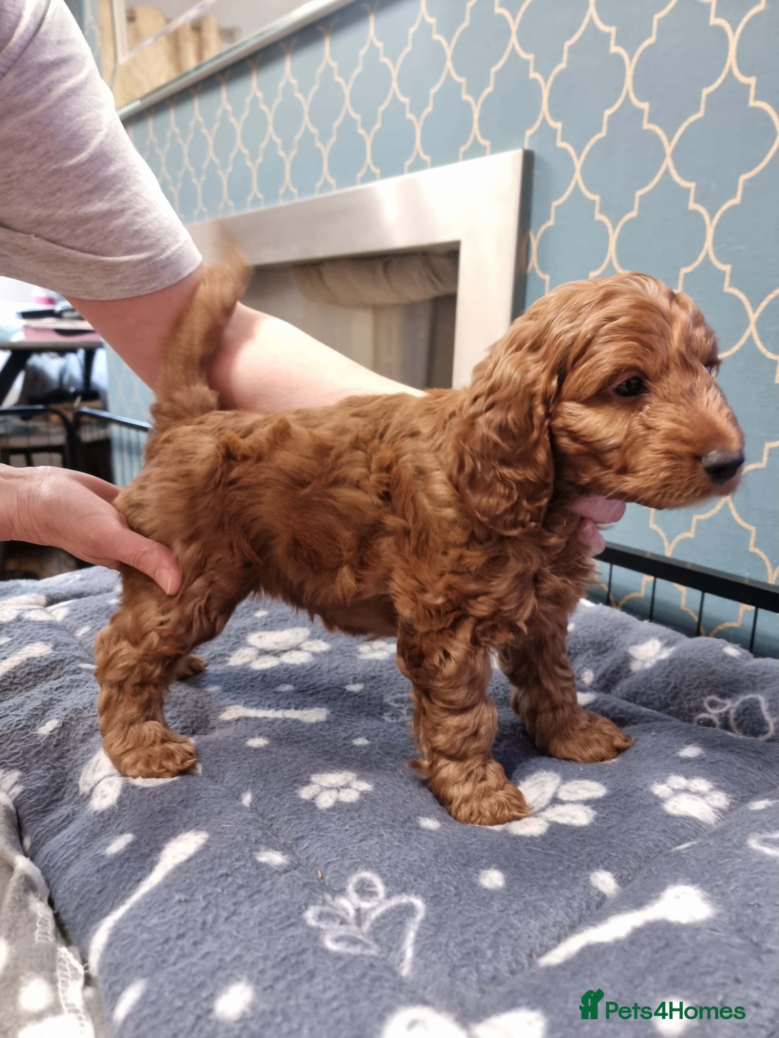 Cockapoo dogs F1 Toy Cockerpoo’s fox red with white markings - Advert 2