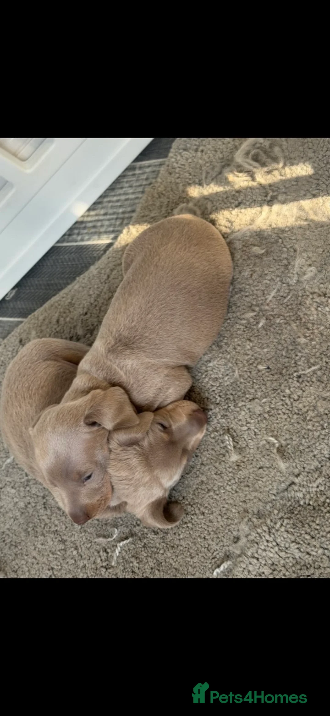 Miniature Dachshund dogs for sale: 2 lovely miniature sausage dog boys  - Advert 2