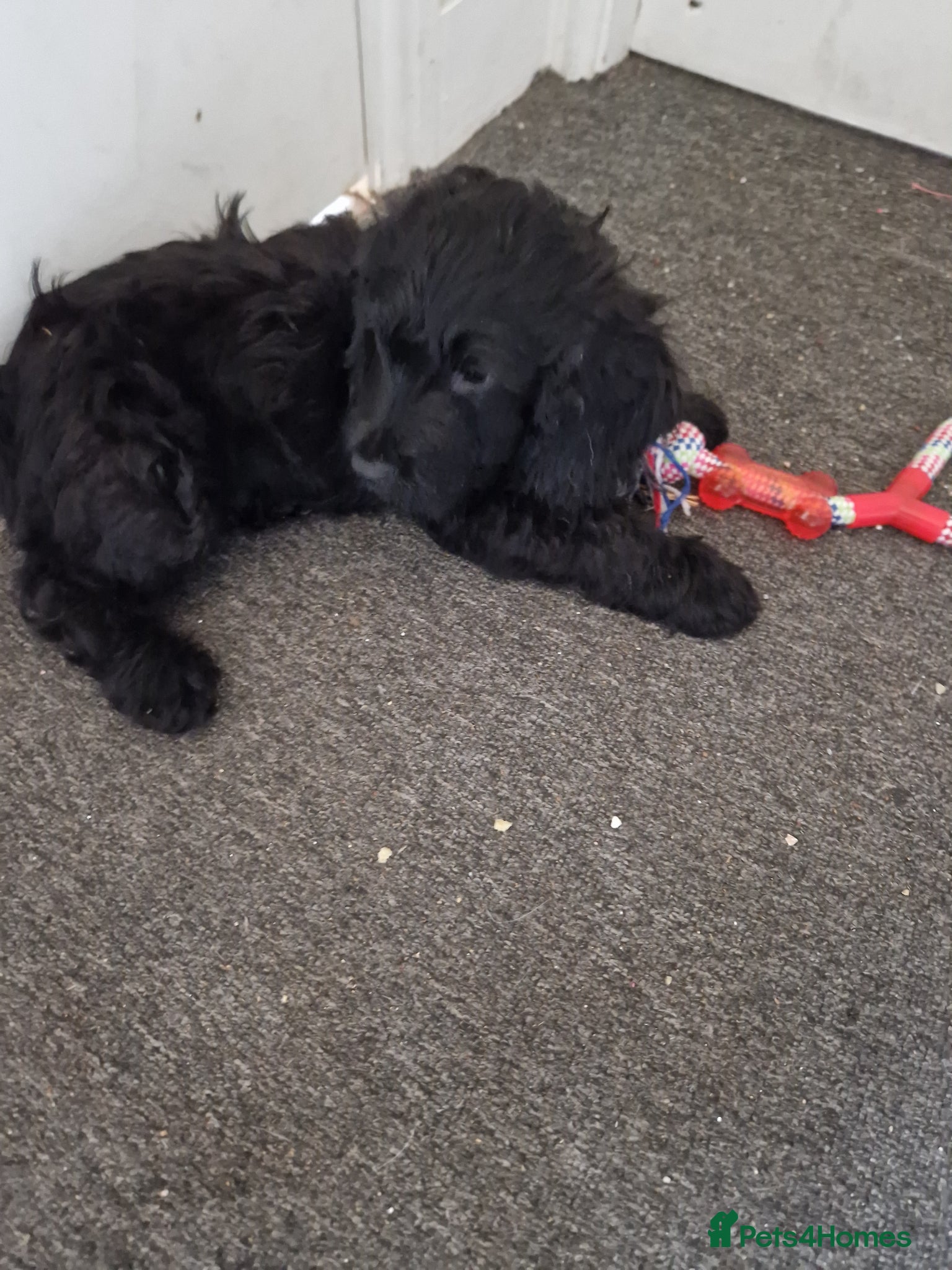 Mixed Breed dogs Adorable puppies looking for loving homes  - Advert 2