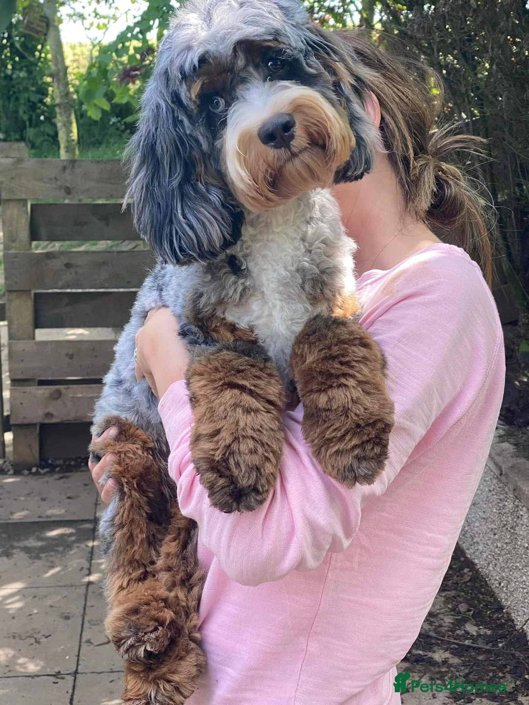 Cockapoo dogs for sale: Beautiful American cockapoo baby girl  - Advert 9