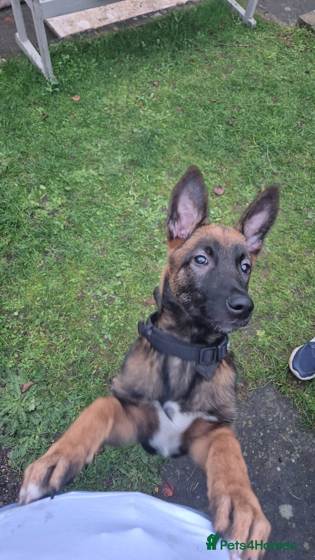 Belgian Shepherd Dog dogs for sale: Belgian Shepherd - Advert 1