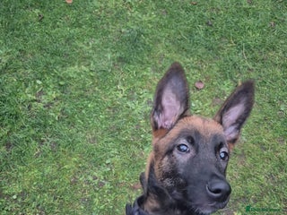 Belgian Shepherd Dog dogs Belgian Shepherd - Advert 3