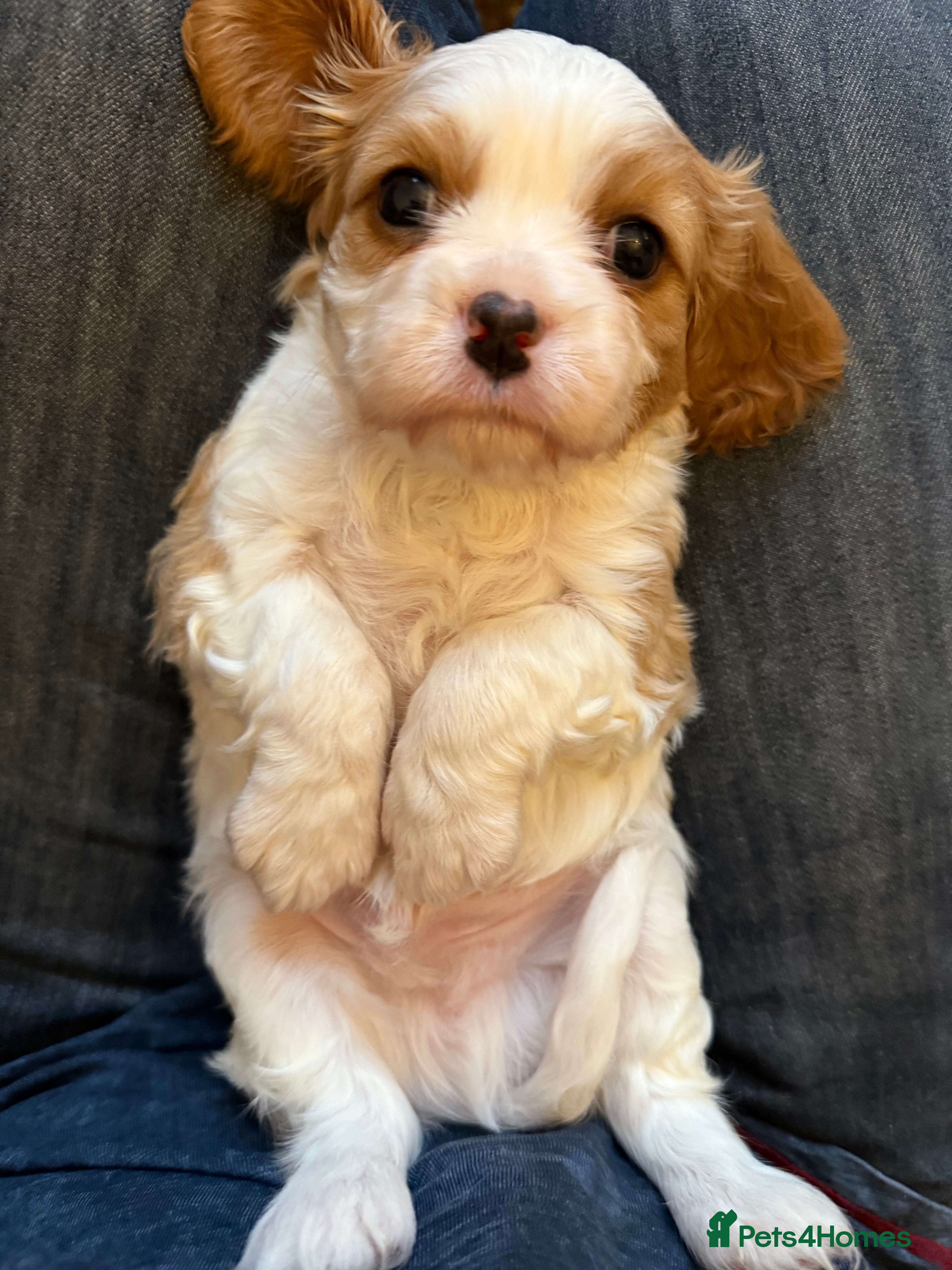 Cavalier King Charles Spaniel dogs Adorable Cavalier King Charles Spaniel  - Advert 11