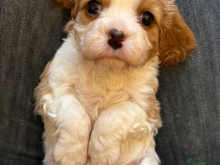 Cavalier King Charles Spaniel dogs Adorable Cavalier King Charles Spaniel - Advert 1