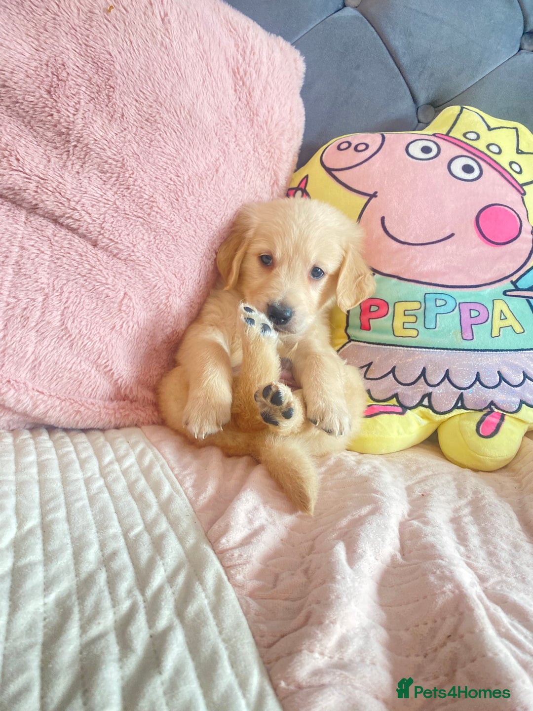 Golden Retriever dogs for sale: Beautiful KC golden pups ready to leave 🥰🥰🏡 - Image 19