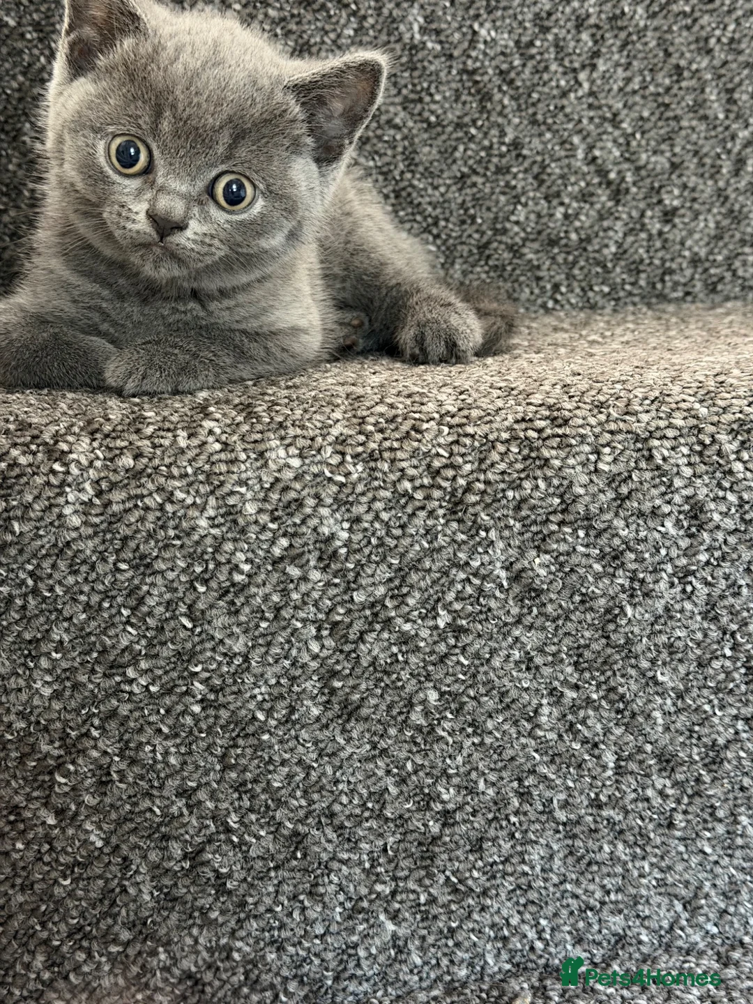 British Shorthair cats for sale: British shorthair - Advert 13