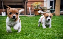 Jack Russell dogs for sale: Beautiful girls - Image 4