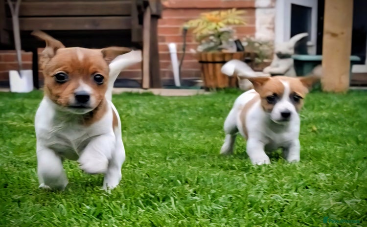 Jack Russell dogs - Advert 13