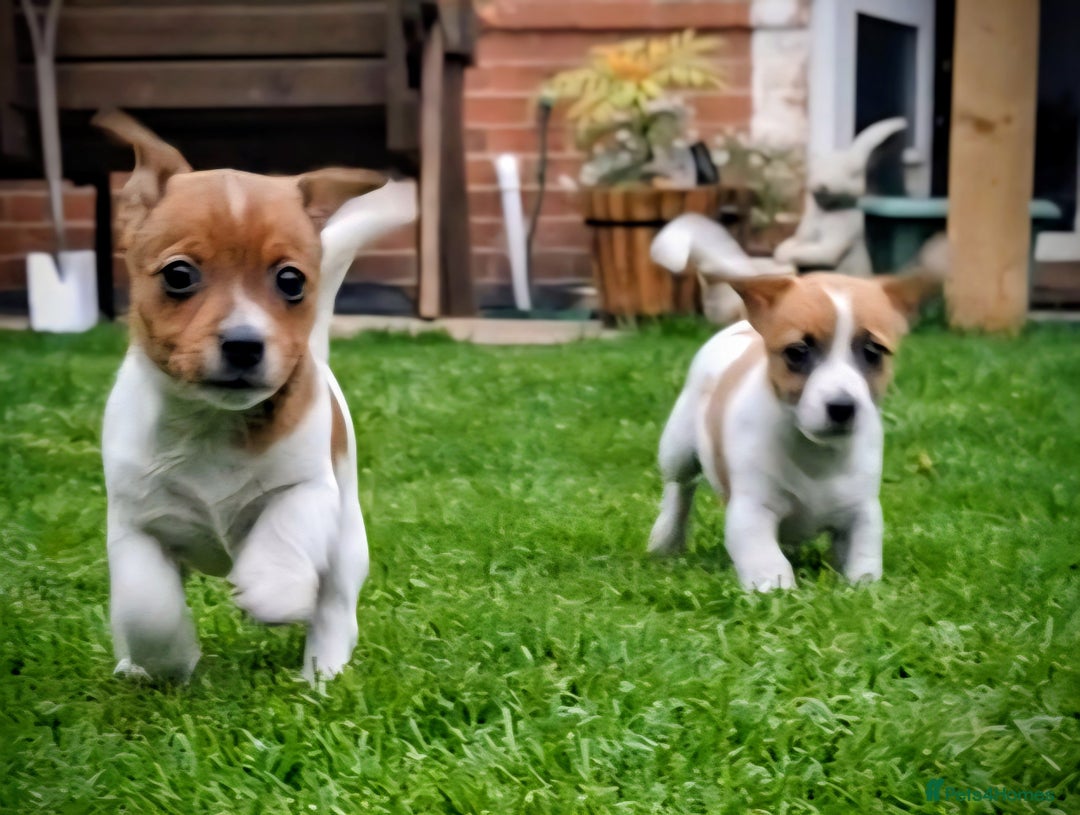 Jack Russell dogs for sale: Beautiful girls - Image 4