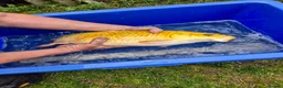 Koi Carp fish for sale: Pond closure - Advert 2