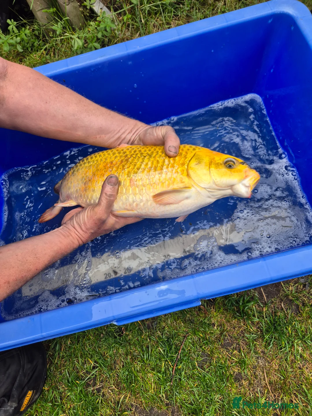 Koi Carp fish for sale: Pond closure - Advert 2