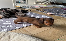 Dachshund dogs for sale: KC Registered Quality Mini Dachshunds long hair  - Image 20