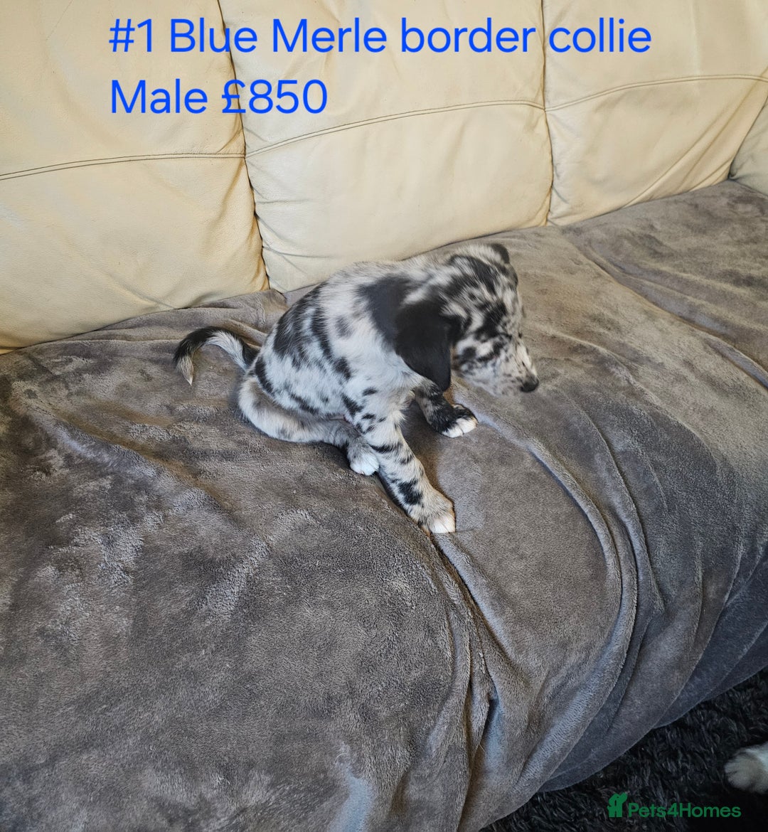 Border Collie dogs for sale: Blue merle&black&white puppies for sale  - Advert 17