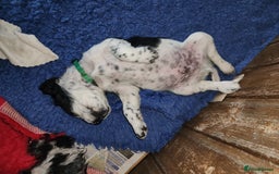 English Springer Spaniel dogs for sale: KC Registered ESS Pups *WELL MARKED* - Image 6