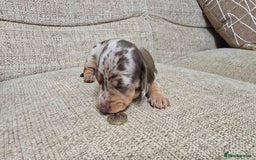 Miniature Dachshund dogs for sale: Miniature dachshund Puppies  - Advert 2