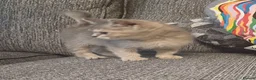 Mixed Breed cats for sale: Pretty socialised kittens  - Advert 6