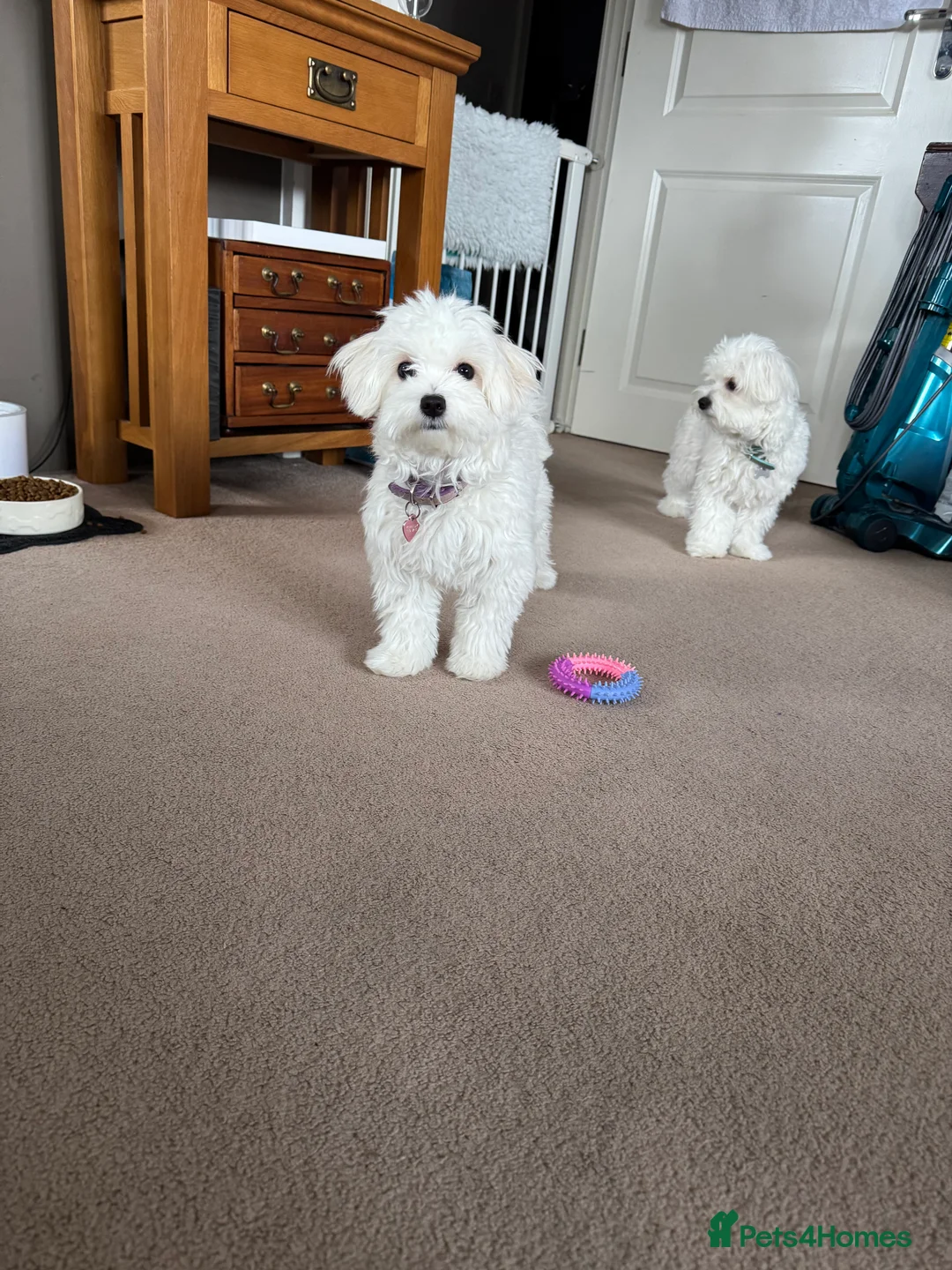 Maltese dogs for sale: 5 generation KC registered Maltese - Advert 3