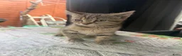 Mixed Breed cats for sale: Female kittens bengal mixed with short hair  - Advert 3