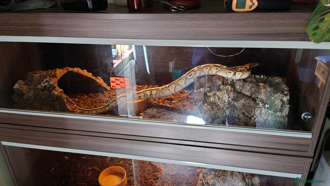Python Snake reptiles for sale: Male butter ball python  - Advert 4