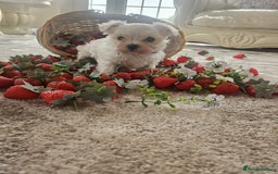 Maltese dogs for sale: Maltese puppies pedigree - Image 7