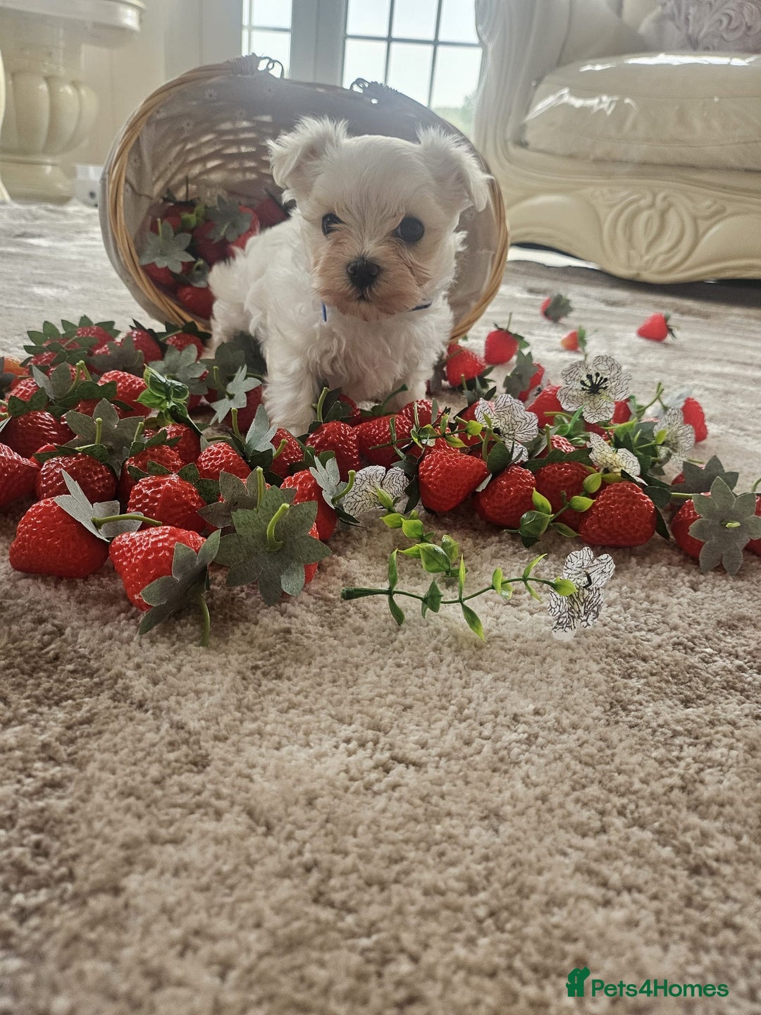 Maltese dogs for sale: Maltese puppies pedigree - Image 7