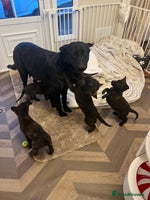 Belgian Shepherd Dog dogs Dutch herders - Advert 4