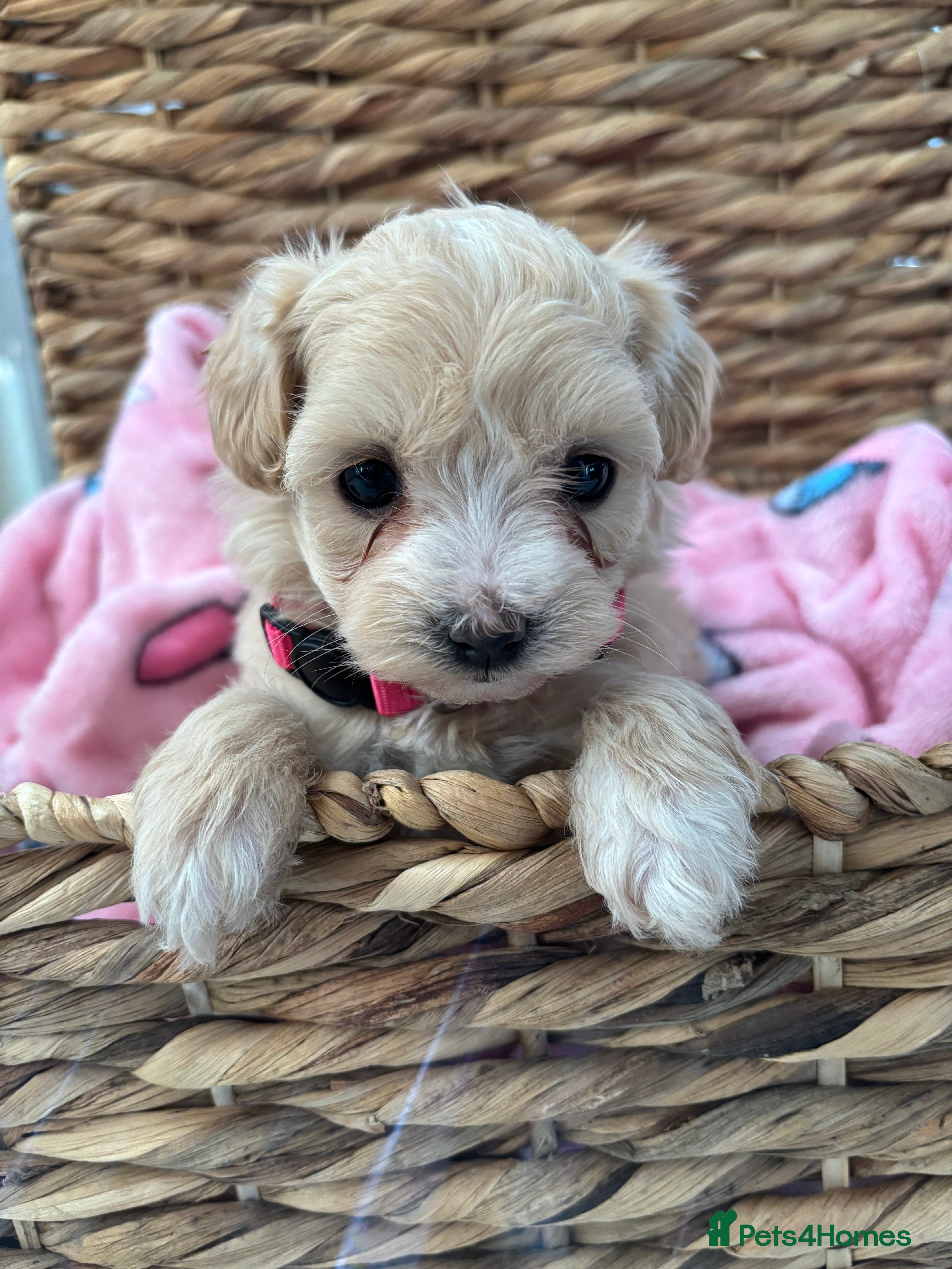 Maltipoo dogs 3 Gorgeous F1 Maltipoos Left!! - Advert 4