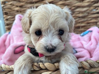 Maltipoo dogs 3 Gorgeous F1 Maltipoos Left!! - Advert 4