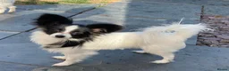 Papillon dogs for sale: KC Registered Male Papillon puppy for sale in Braintree - Advert 26