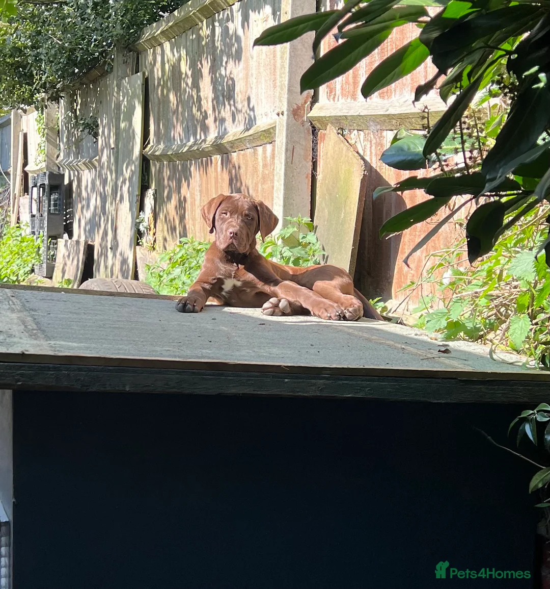 Bandog dogs for sale: Bandogge pup - Advert 1