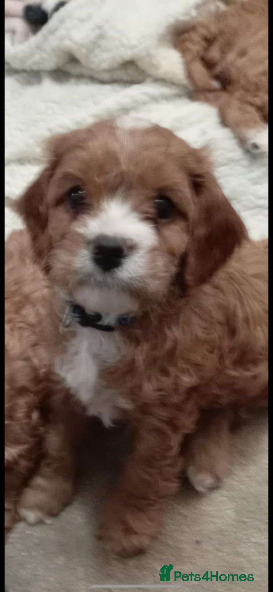 Cavapoo dogs F1 CAVAPOOS READY TO LEAVE. - Advert 2