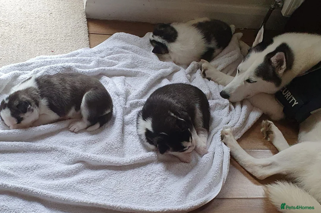 Siberian Husky dogs for stud: Siberian Husky for Stud in Bishop's Stortford - Advert 2