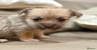 Jack Russell dogs Much Wenlock Jack Russell Pups  - Advert 2