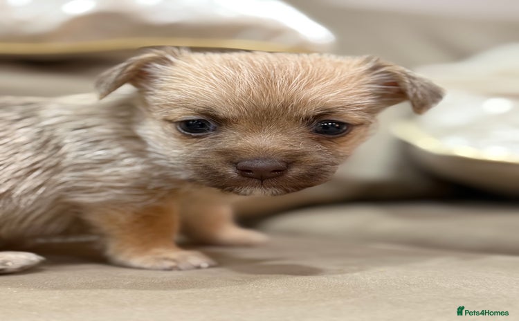 Jack Russell dogs Much Wenlock Jack Russell Pups  - Advert 6