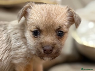 Jack Russell dogs Much Wenlock Jack Russell Pups - Advert 4