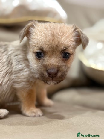 Jack Russell dogs Much Wenlock Jack Russell Pups - Advert 2