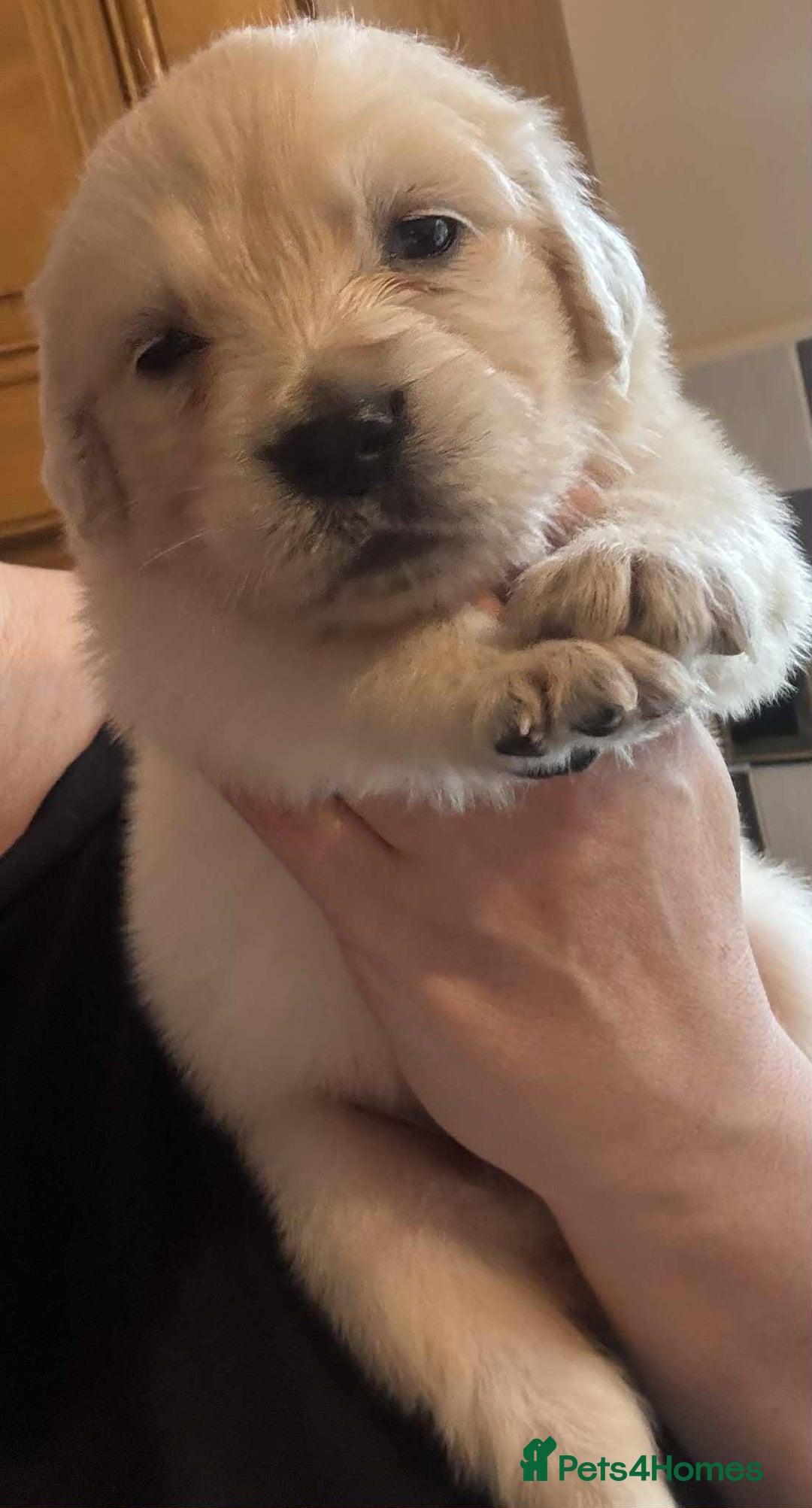 Golden Retriever dogs for sale: Stunning KC Golden Retriever puppies - Image 13