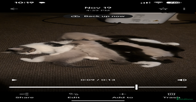 Ragdoll cats Ragdoll  - Advert 3