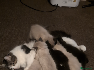 Ragdoll cats Ragdoll - Advert 1