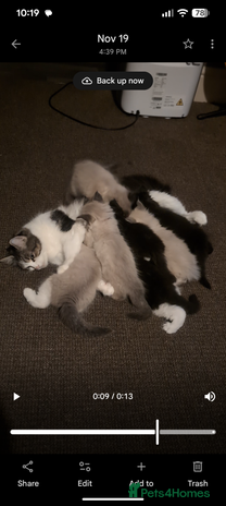 Ragdoll cats Ragdoll - Advert 7