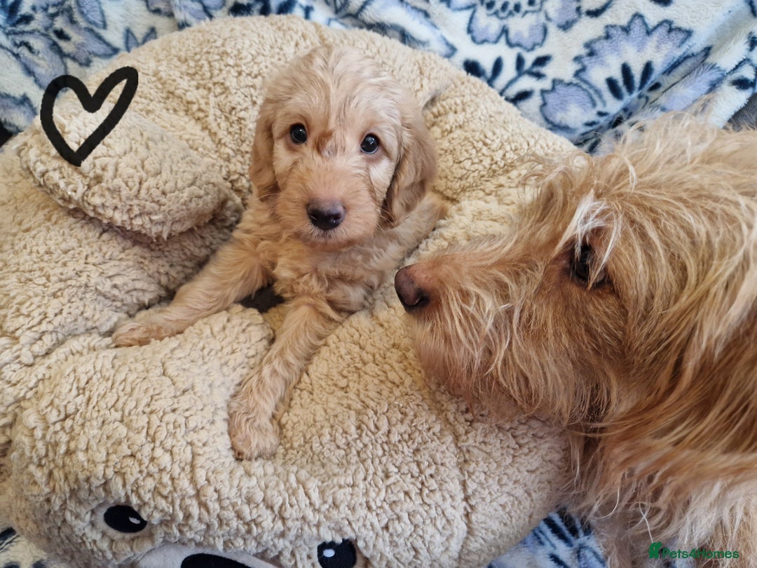 Labradoodle dogs for sale: Gorgeous miniature labradoodle puppies. - Image 18